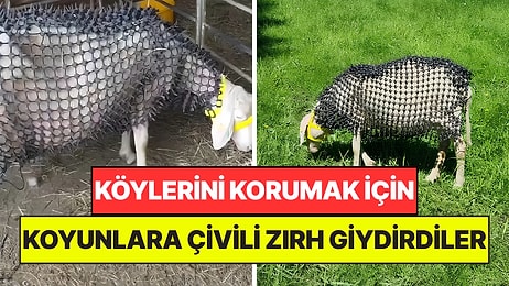 Koyunlara Çivili Zırh Giydirdiler: Köylerine Musallat Olan Beladan Kurtulmaya Çalışıyorlar