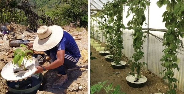 Uluslararası gıda kuruluşu Food Tank verilerine ve Fas’taki Muhammed I Üniversitesi’nin Sahra Çölü sınırında yaptığı 3 yıllık testlere göre; doğrudan toprağa ekilen fidanların yalnızca %10'u hayatta kalabilirken, Waterboxx ile ekilen fidanlarda bu oran %88 ila %90 arasında gerçekleşti.