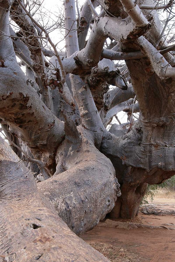 The Baobab tree holds a central position, not only for its imposing appearance, but also for the mystical meanings it carries.