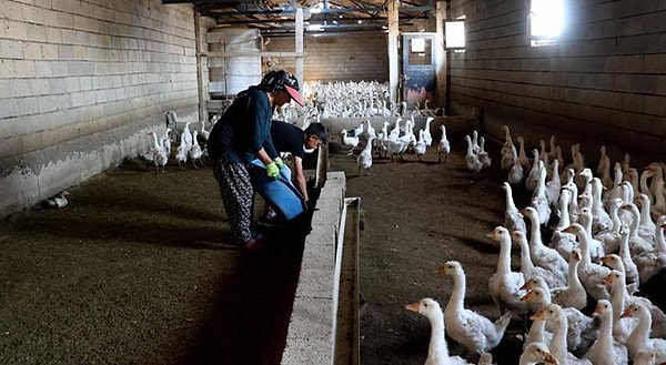 Iğdır'da yaşayan Sona Tuncer, hobi olarak başladığı kaz yetiştiriciliğini yıllar içinde aile işletmesine dönüştürdü.