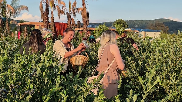 Düzce’nin merkeze bağlı Musababa köyünde ailesiyle birlikte bir arazi satın alan Bilal Köse, bölgenin geleneksel ürünü olan fındığa alternatif, katma değeri yüksek bir ürün yetiştirmek istedi.