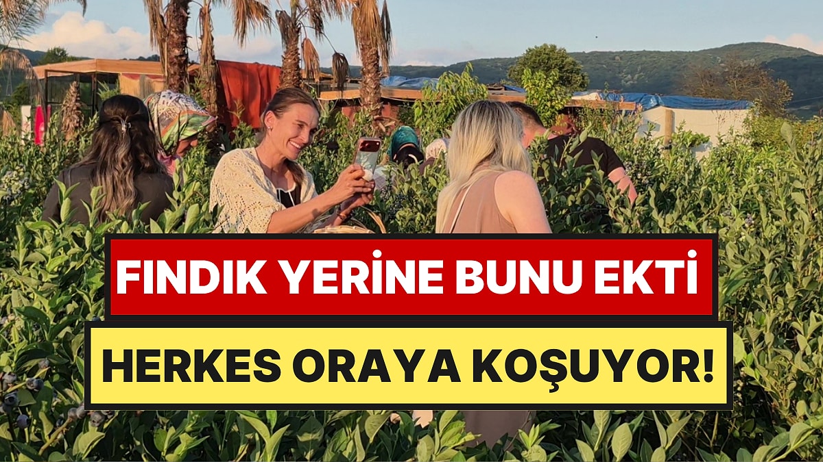 Fındık Yerine Ekti Şimdi Bahçesine Koşuyorlar: 20 Dönümlük Bahçede Dalından Topluyorlar