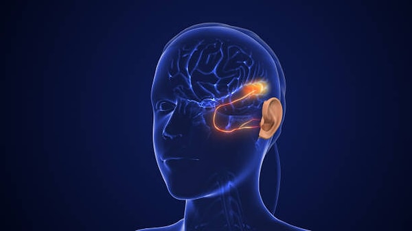 3. The Brain Adapts to Fast Speech More Easily Than Expected