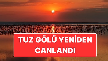 Tuz Gölü’nde Yapılan Çalışmalar Sonrasında Yaklaşık 13 Bin Yavru Flamingo Yaşam Buldu