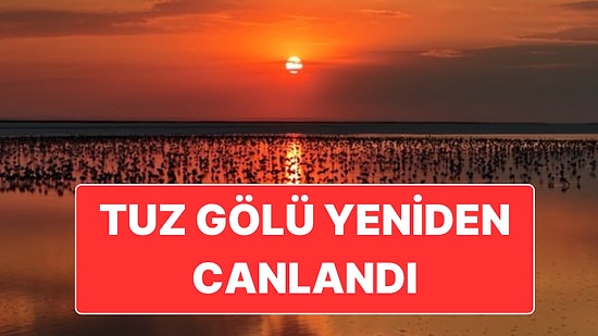 Tuz Gölü’nde Yapılan Çalışmalar Sonrasında Yaklaşık 13 Bin Yavru Flamingo Yaşam Buldu
