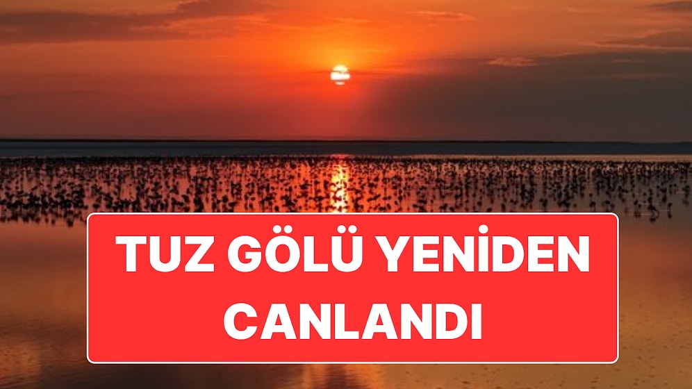 Tuz Gölü’nde Yapılan Çalışmalar Sonrasında Yaklaşık 13 Bin Yavru Flamingo Yaşam Buldu