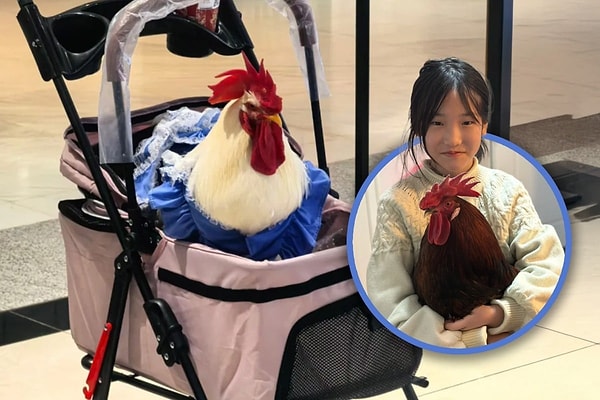 Tavuklar evin içinde yaşayan yol arkadaşlarına dönüştü