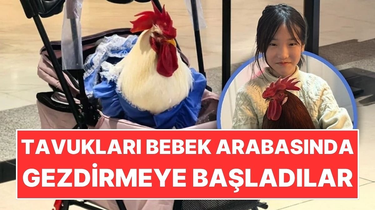 Tavukları Bebek Arabasında Gezdirmeye Başladılar: Yeni Evcil Hayvan Trendi Oldu