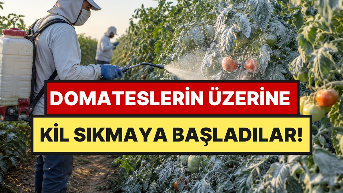 Sıcaklar Artınca Domateslerin Üzerine Kil Püskürtmeye Başladılar