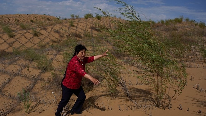 She Kept Planting Trees as Sand Buried Her Home: The Area Became a Forest