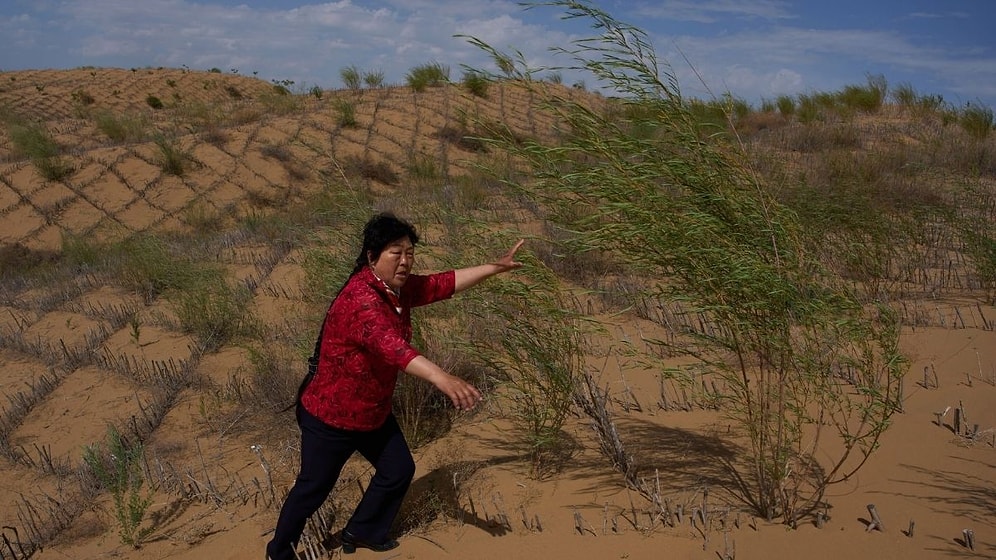 She Kept Planting Trees as Sand Buried Her Home: The Area Became a Forest
