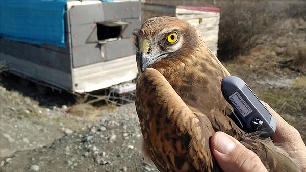 Avlamanın cezası 145 bin TL'ye ulaşıyor.