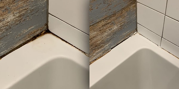 Mold reoccurs without the elimination of moisture.