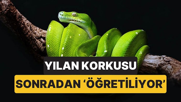 Bilim İnsanları Açıkladı: Yılan Korkusu Doğuştan Gelmiyor