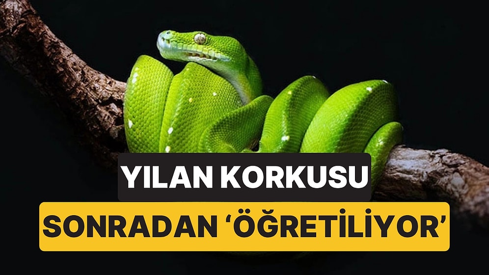Bilim İnsanları Açıkladı: Yılan Korkusu Doğuştan Gelmiyor