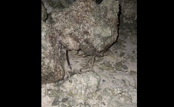 Gelgit olayları, okyanus ekosisteminin en büyüleyici süreçlerinden biri.