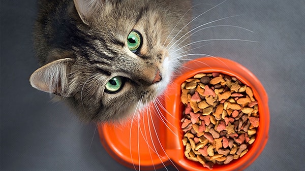 En İyi Kedi Maması Markaları: Türk Marka Bazlı İnceleme – 2026