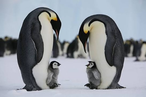 Sen imparator penguensin!