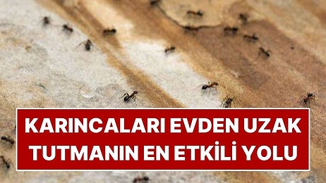 Mutfaktaki Karıncaları Uzaklaştırmanın En Kolay Yolu Belli Oldu