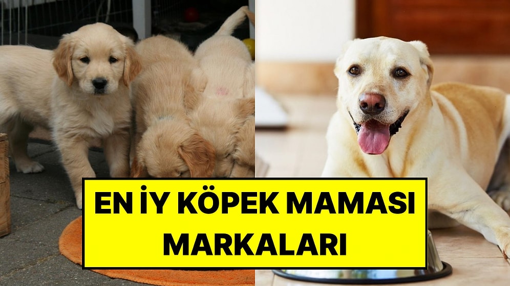 En İyi Köpek Maması Markaları