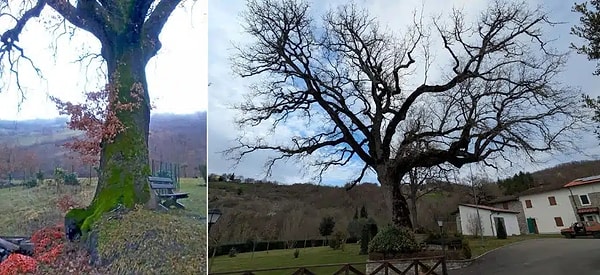 Teknik İnceleme Ağacın Yıllardır Ödeme Yapan Mülke Ait Olduğunu Belgeledi