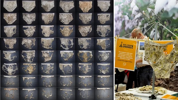 Why Are Farmers Burying Underwear in Their Fields? The Surprising Reason Behind Soil Testing