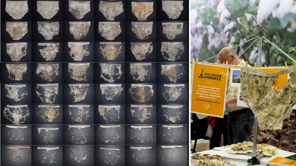 Why Are Farmers Burying Underwear in Their Fields? The Surprising Reason Behind Soil Testing