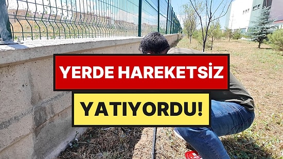 Okul Bahçesini Sularken Karşılaştılar, Et Verip Beslediler