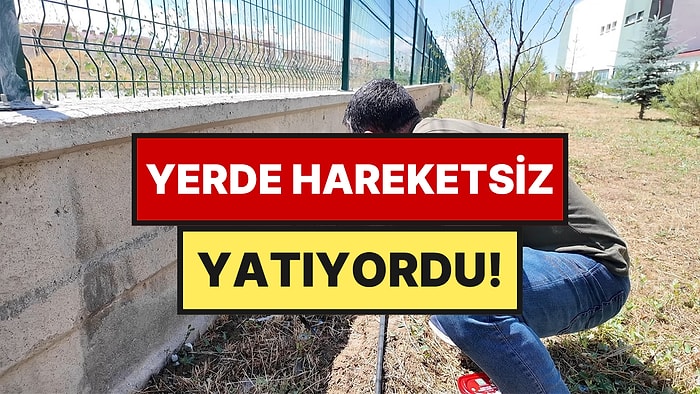 Okul Bahçesini Sularken Karşılaştılar, Et Verip Beslediler