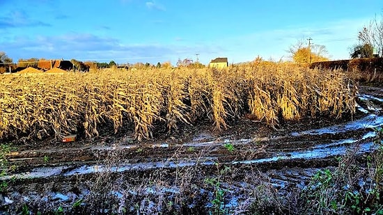 Scientists Convert Crushed Rocks into Eco-Friendly Fertilizer for Farming