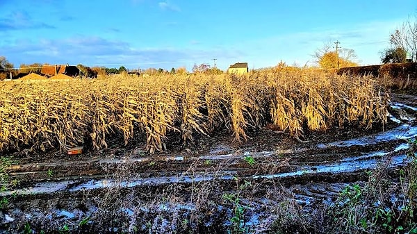 How Scientists Turn Crushed Rocks into Fertilizer