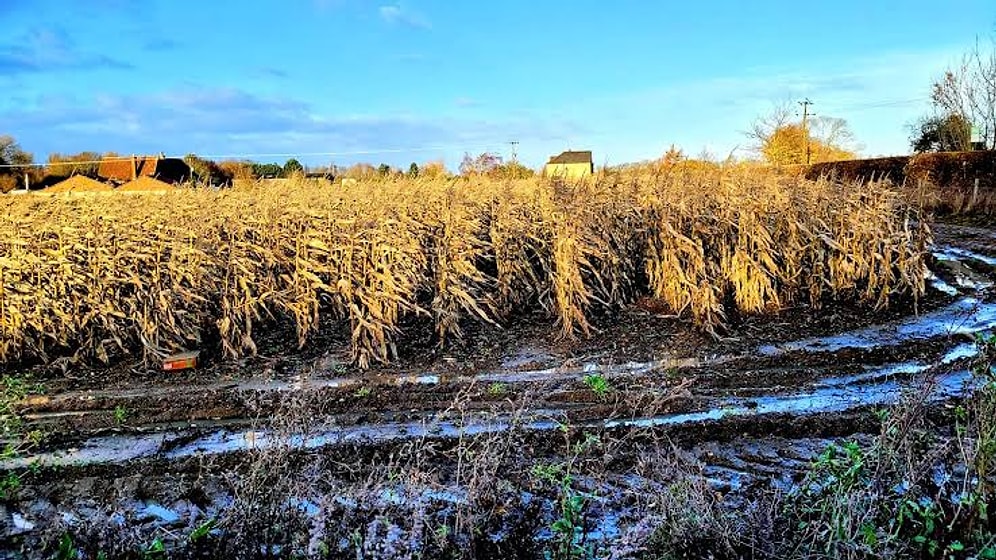 Scientists Convert Crushed Rocks into Eco-Friendly Fertilizer for Farming
