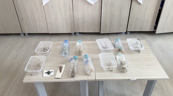 16 Çekirge Yeniden Doğaya Bırakıldı