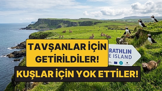 Tavşanlar İçin Getirilen Gelincikler Felakete Yol Açtı: Dünyada Bir İlk