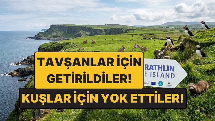 Tavşanlar İçin Getirilen Gelincikler Felakete Yol Açtı: Dünyada Bir İlk