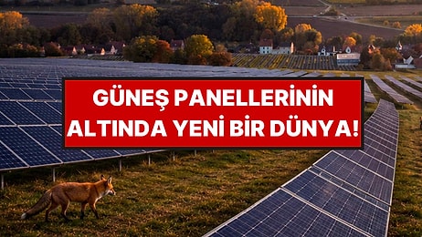 Tarlalara Kurdular, Mucizeyi Gerçekleştirdiler: Tekrar Ortaya Çıktılar