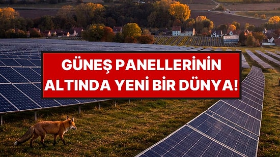 Tarlalara Kurdular, Mucizeyi Gerçekleştirdiler: Tekrar Ortaya Çıktılar