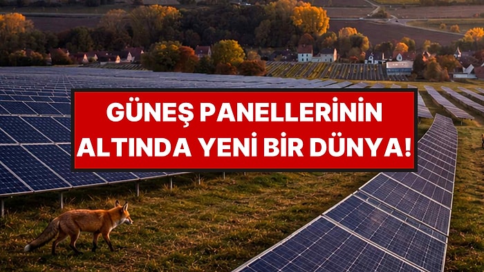 Tarlalara Kurdular, Mucizeyi Gerçekleştirdiler: Tekrar Ortaya Çıktılar