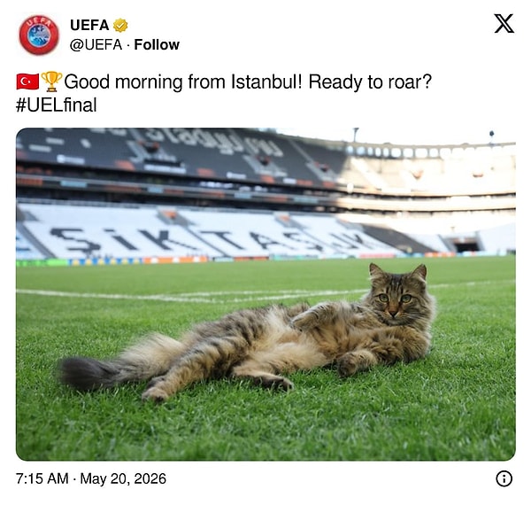Son yıllarda kedi denince akla Türkiye, hatta İstanbul geliyor.