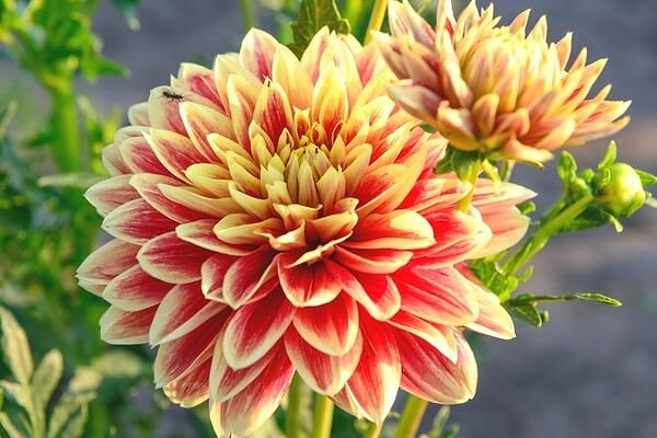 Three Types of Plants Not to Sow in Summer