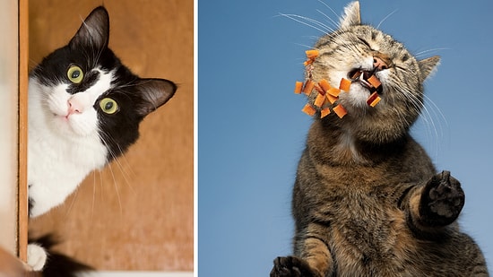Is Your Cat Keeping You Awake? 5 Steps to Stop Night Zoomies and Get Uninterrupted Sleep
