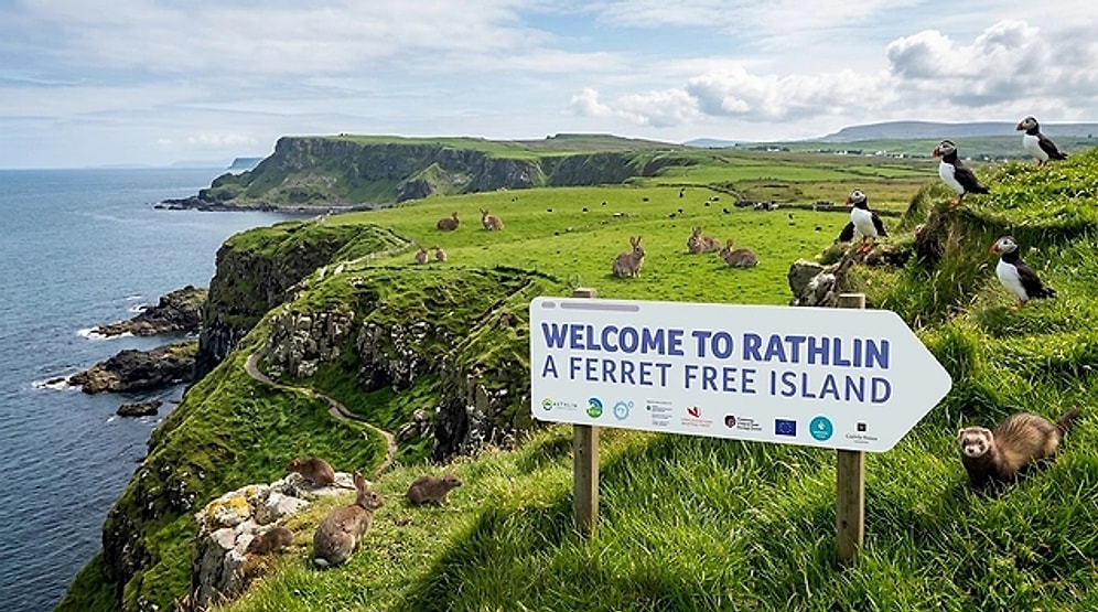 Brought to Control Rabbits, Caused Disaster: World-First Ferret Eradication on Rathlin