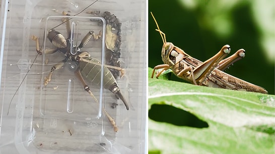 Heavy Fine for Bio-Poaching: Two Fined $30,000 for Collecting 16 Grasshoppers in Nemrut