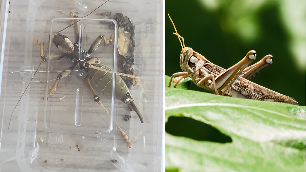 Heavy Fine for Bio-Poaching: Two Fined $30,000 for Collecting 16 Grasshoppers in Nemrut