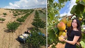 4 Tons of Apricots From Barren Land: 17-Year-Old Student's Dry Farming Project Wins Top Prize