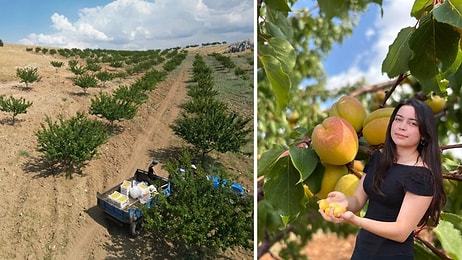 4 Tons of Apricots From Barren Land: 17-Year-Old Student's Dry Farming Project Wins Top Prize