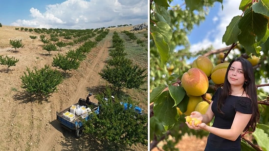 4 Tons of Apricots From Barren Land: 17-Year-Old Student's Dry Farming Project Wins Top Prize