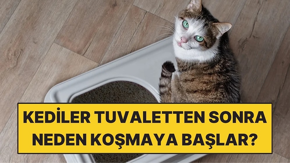 Kediler Tuvaletlerini Yaptıktan Sonra Neden Deli Gibi Koşar?