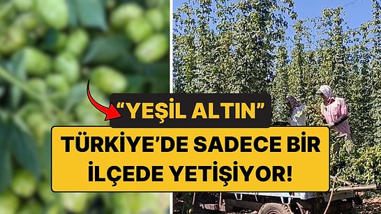 “Yeşil Altın” Türkiye’de Sadece Bir Yerde Yetişiyor: Kilosu 122 TL