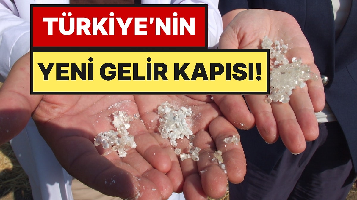 5 Yıl Boyunca "Acaba Sakız Verecek mi?" Diye Beklediler: İlk Hasatta Müjde Geldi